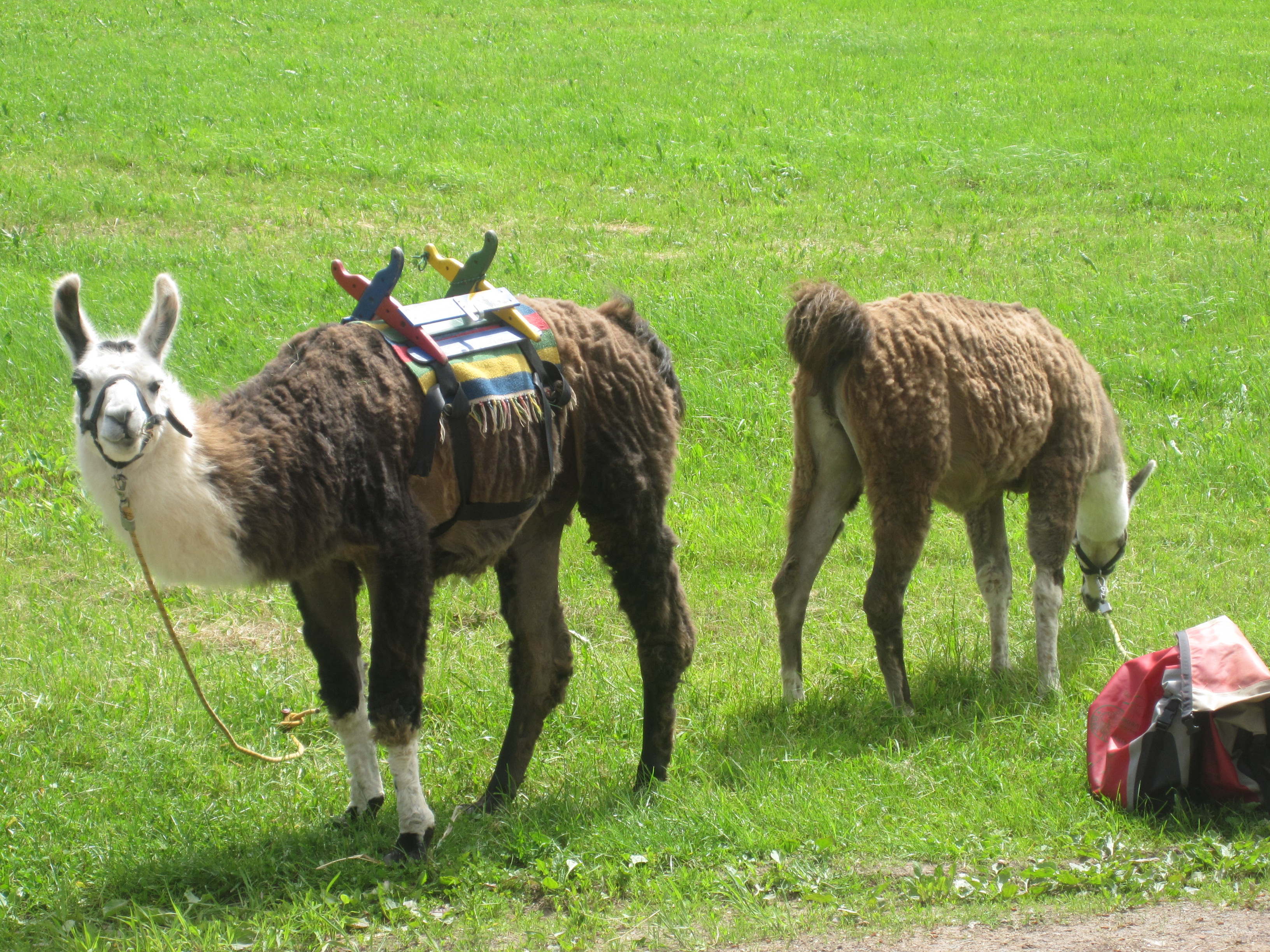 Zwei Lamas zu Ostern in der Rhön
